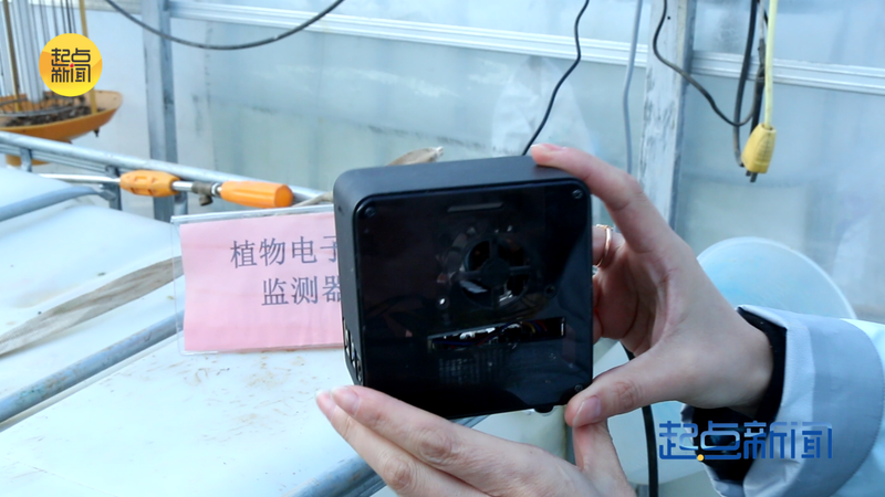 大棚草莓种植技术视频