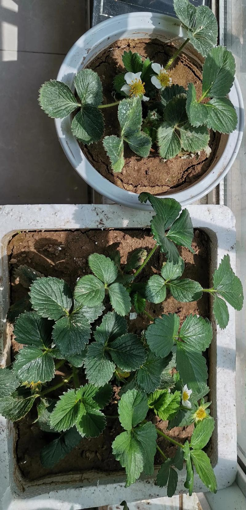 阳台草莓种植技术