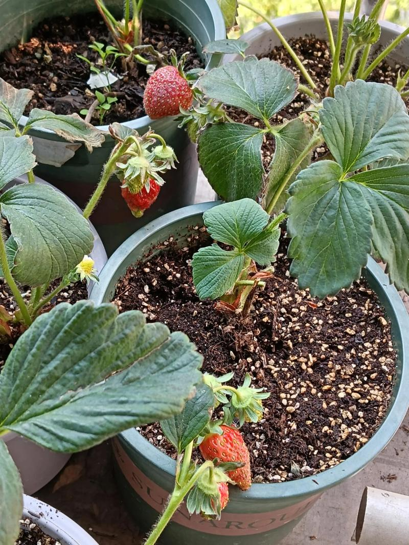 阳台草莓种植技术