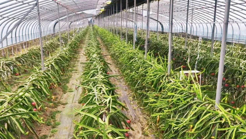 适合大棚种植的水果