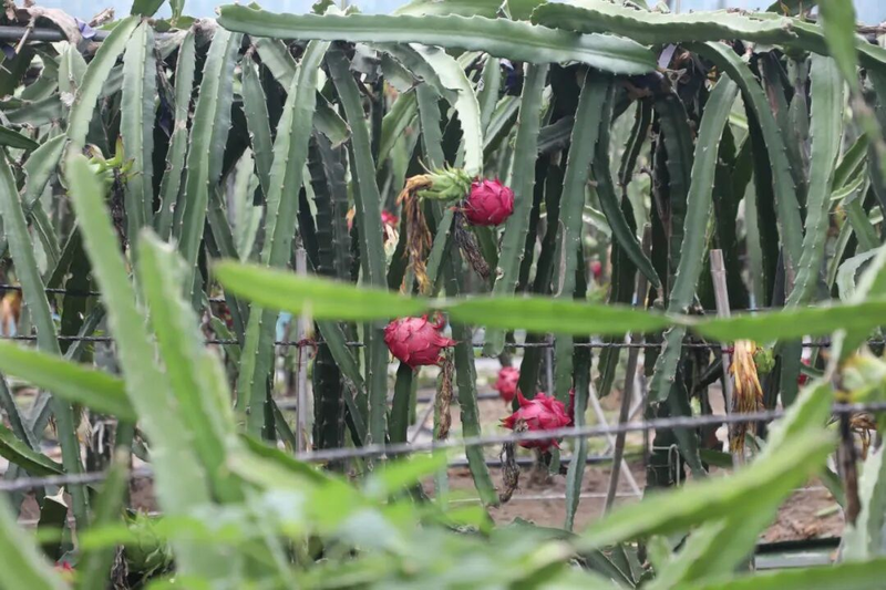 适合大棚种植的水果