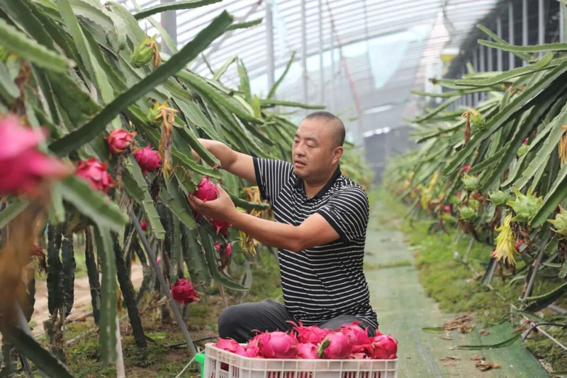 适合大棚种植的水果