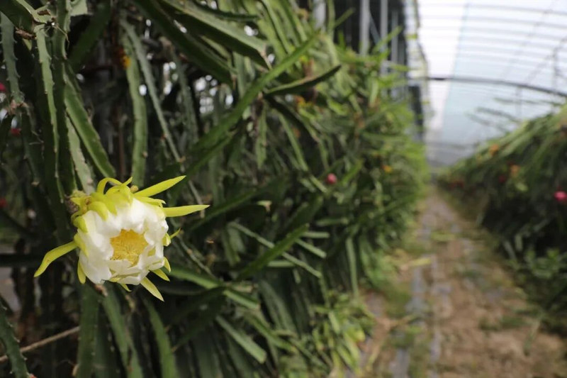适合大棚种植的水果