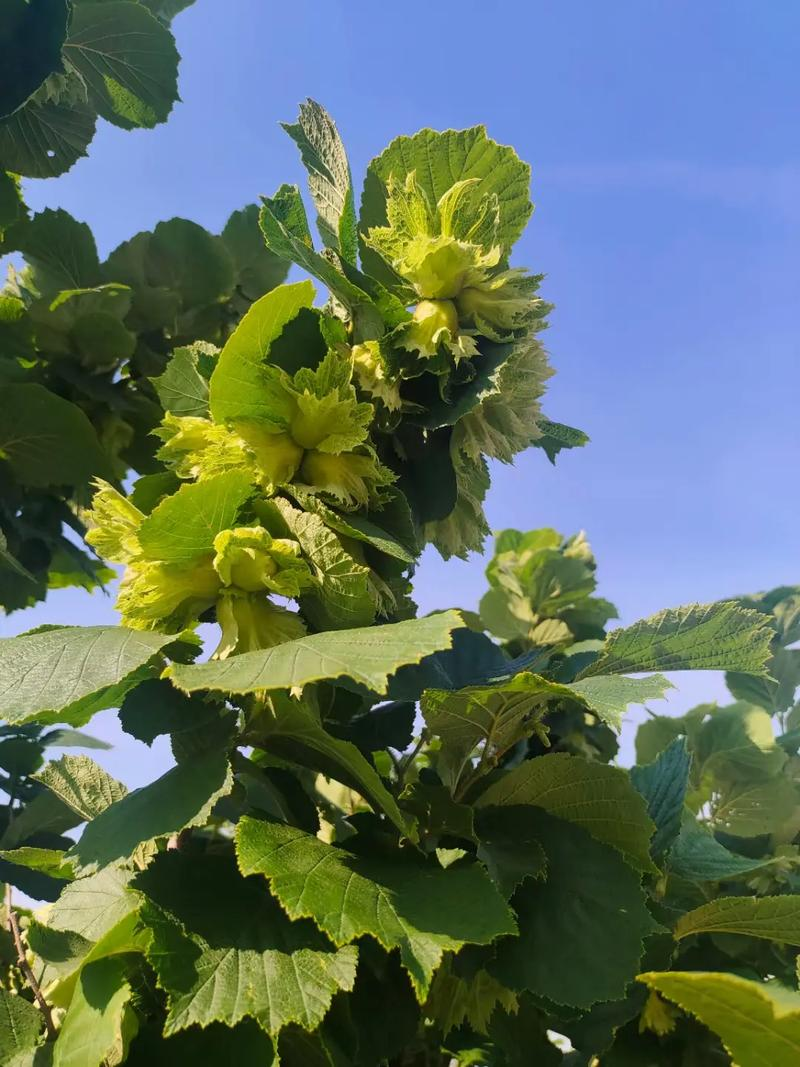 美国大榛子 种植技术