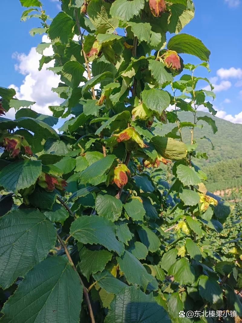 美国大榛子 种植技术