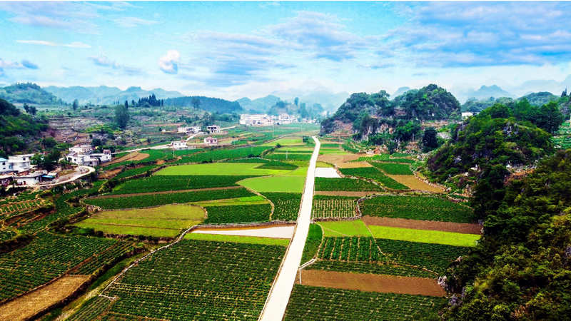 佛手瓜尖的种植技术