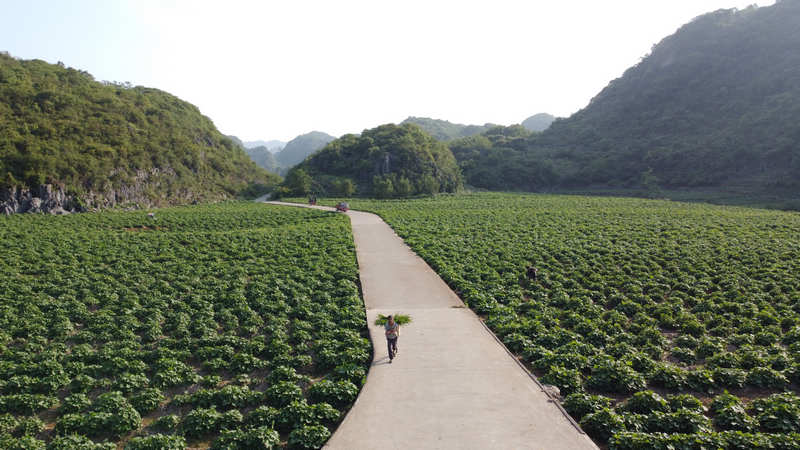 佛手瓜尖的种植技术