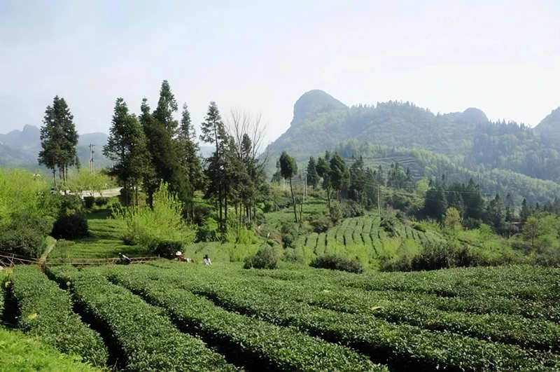 佛手瓜尖的种植技术
