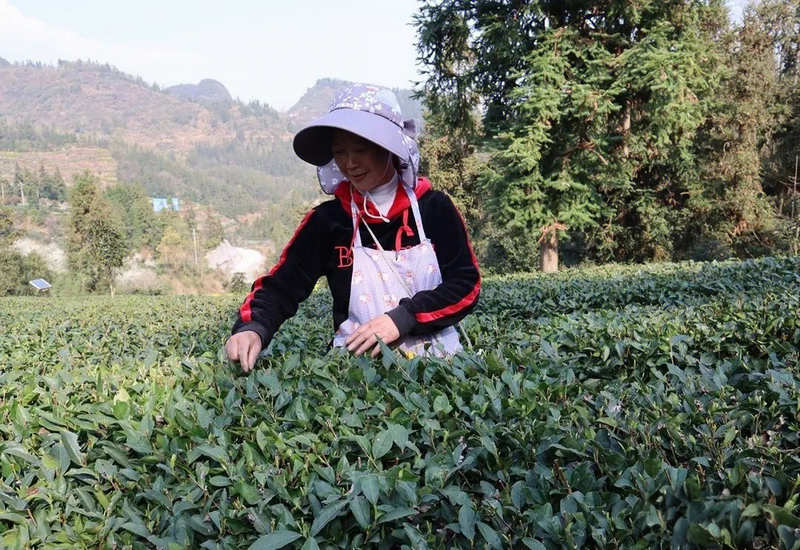 佛手瓜尖的种植技术