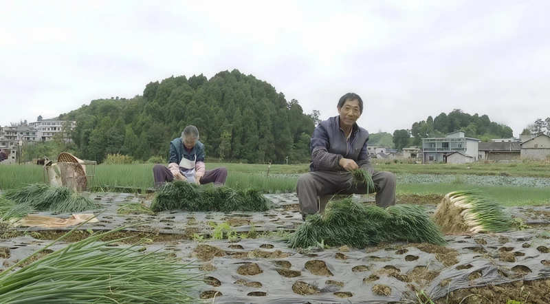 佛手瓜尖的种植技术