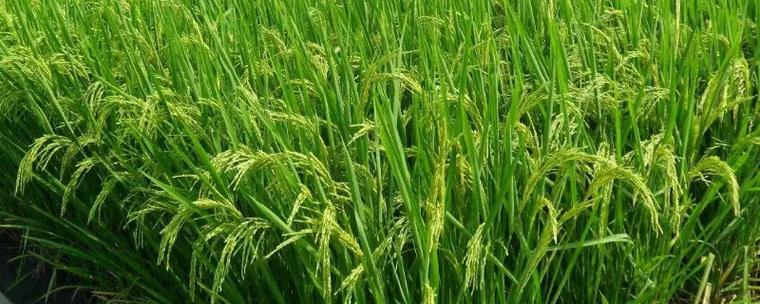 中国最早种植什么植物