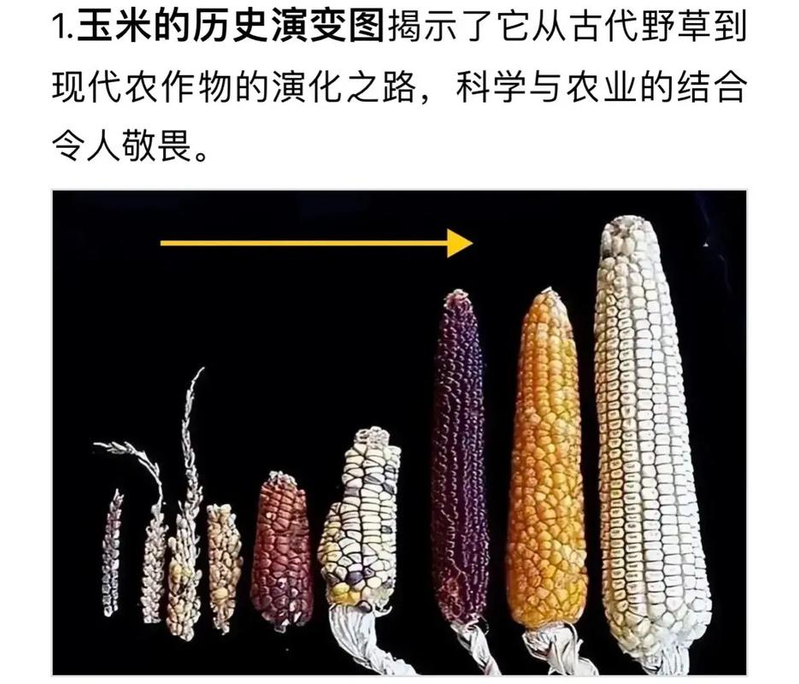 中国最早种植什么植物