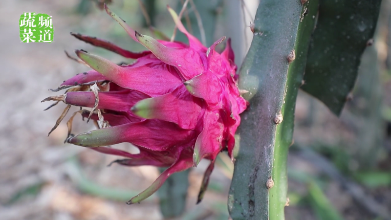 适合大棚种植的水果