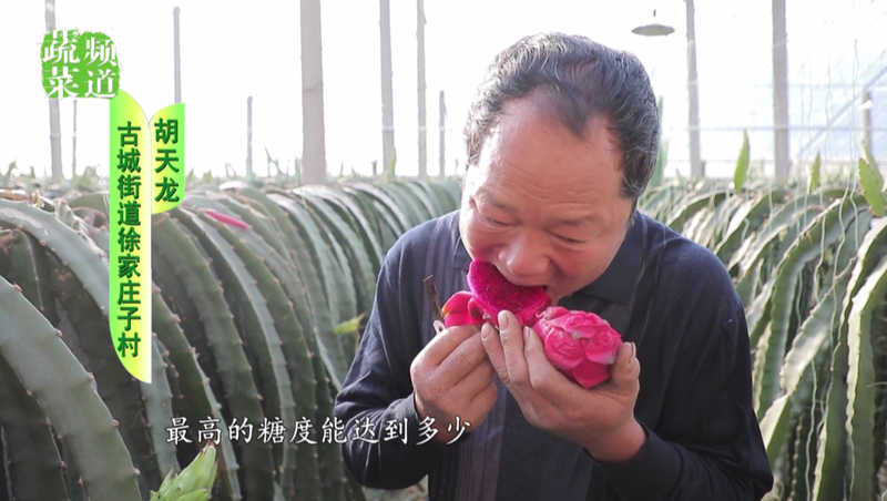 适合大棚种植的水果
