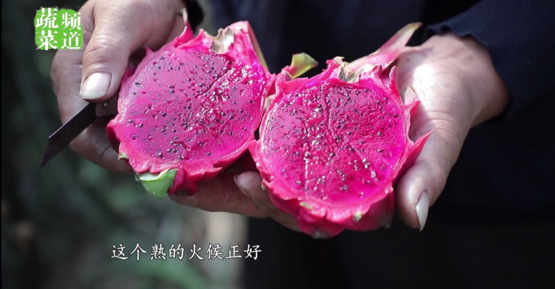 适合大棚种植的水果