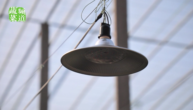 适合大棚种植的水果