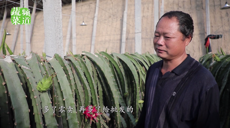 适合大棚种植的水果