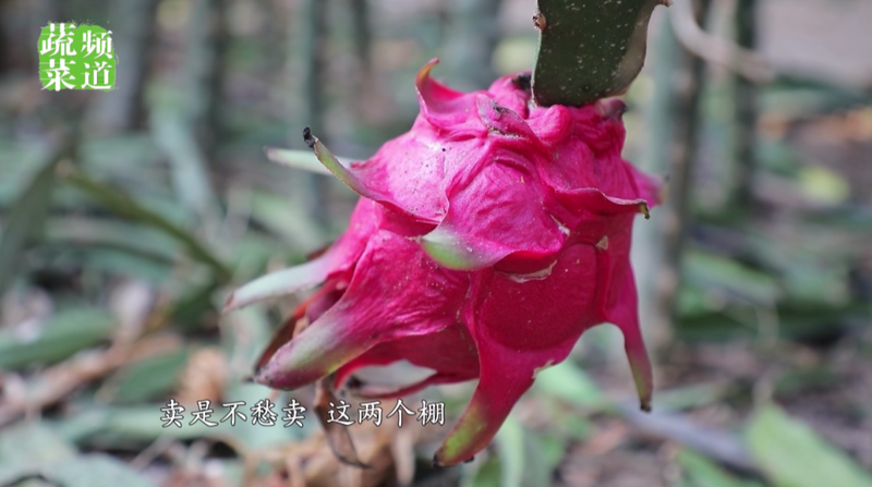 适合大棚种植的水果