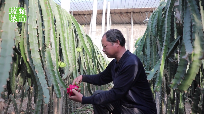 适合大棚种植的水果