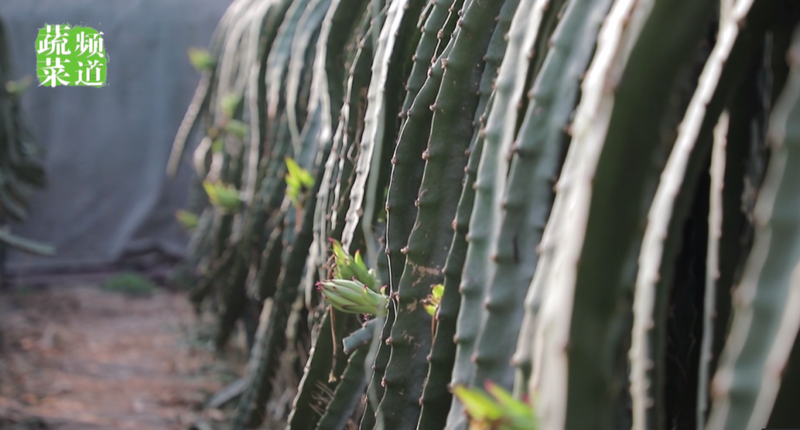 适合大棚种植的水果