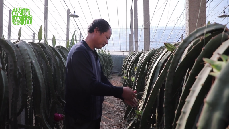 适合大棚种植的水果