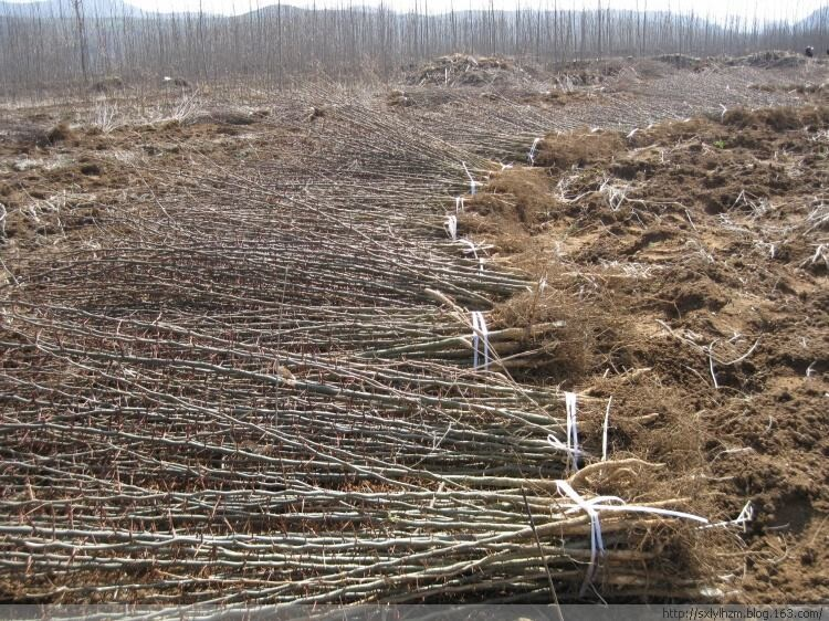 皂角种子的种植方法