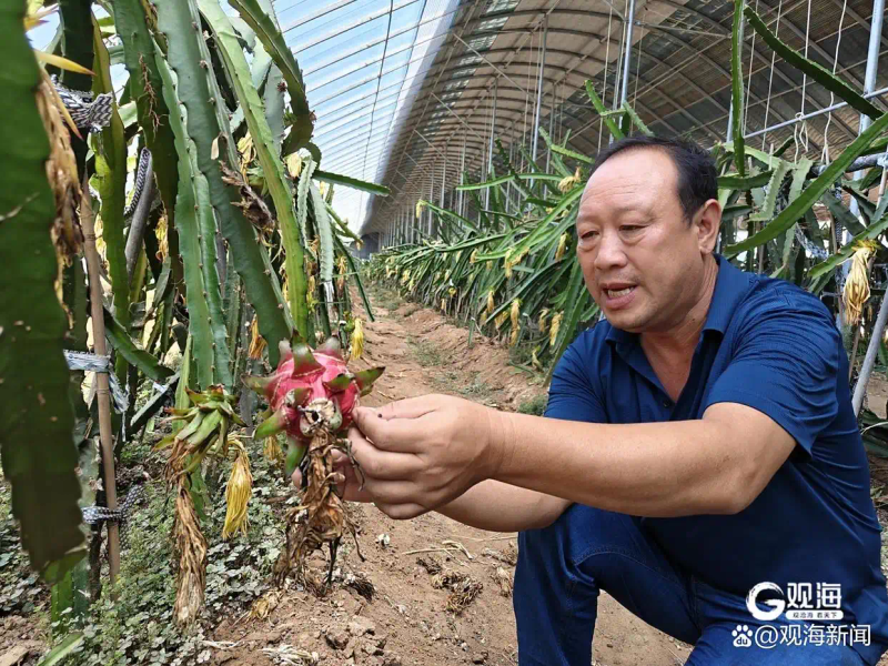 适合大棚种植的水果