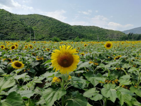向日葵种子种植方法