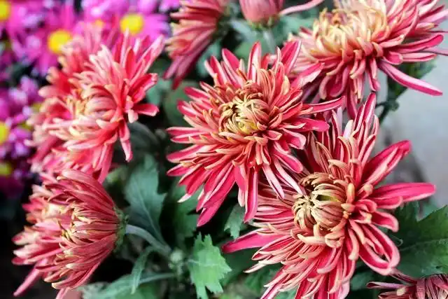 适合大棚种植的水果