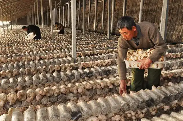 适合大棚种植的水果