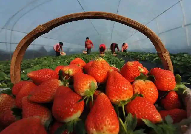 适合大棚种植的水果