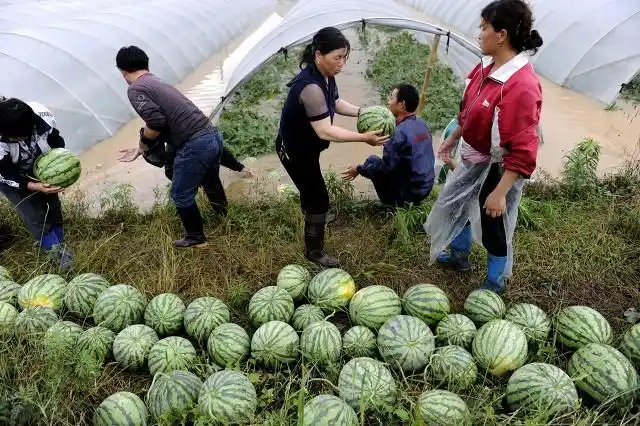 适合大棚种植的水果