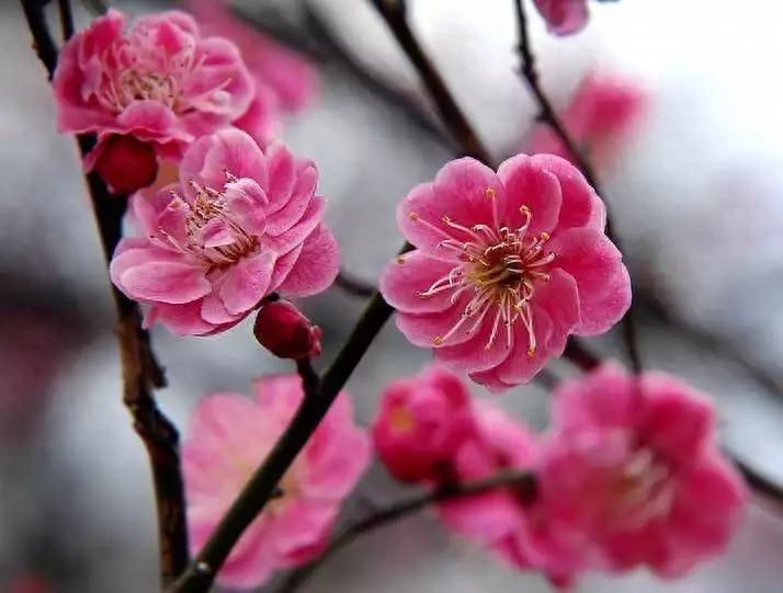 长寿花种植方法