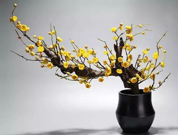 长寿花种植方法