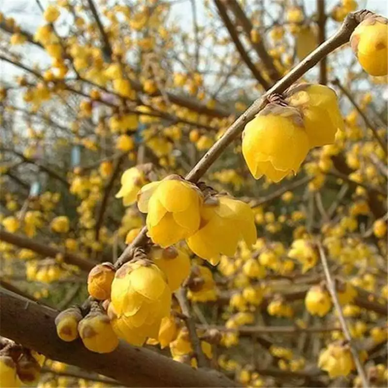 长寿花种植方法
