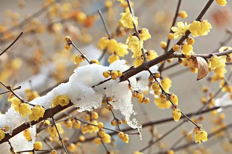 长寿花种植方法