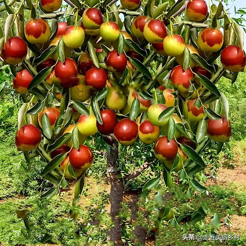 红果树怎样在家中种植