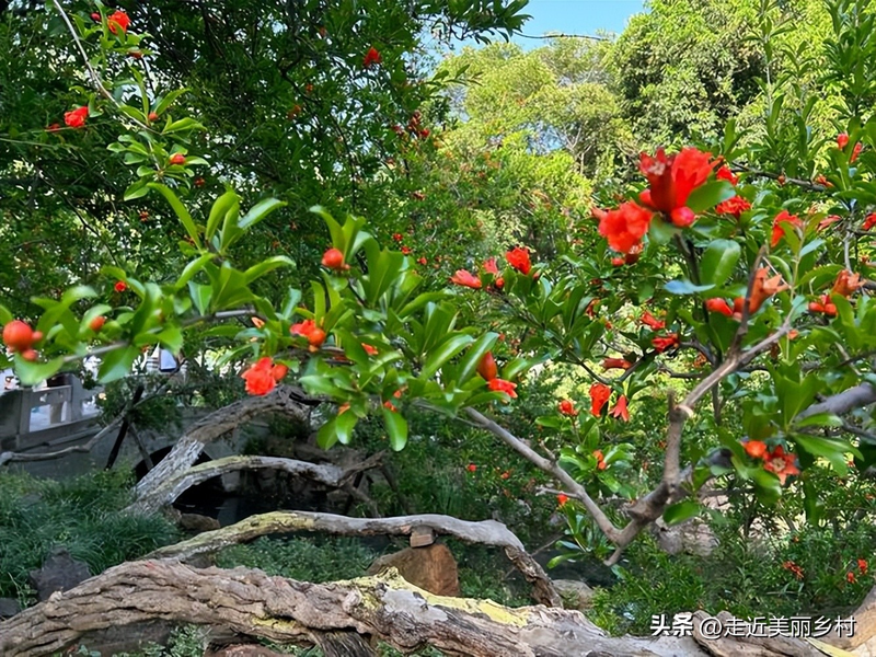 红果树怎样在家中种植
