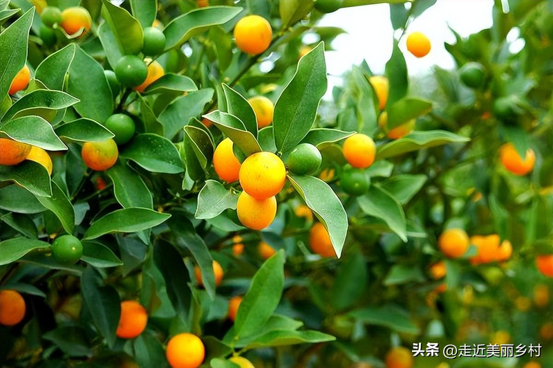 红果树怎样在家中种植