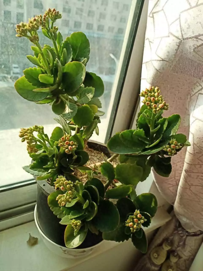 长寿花种植方法