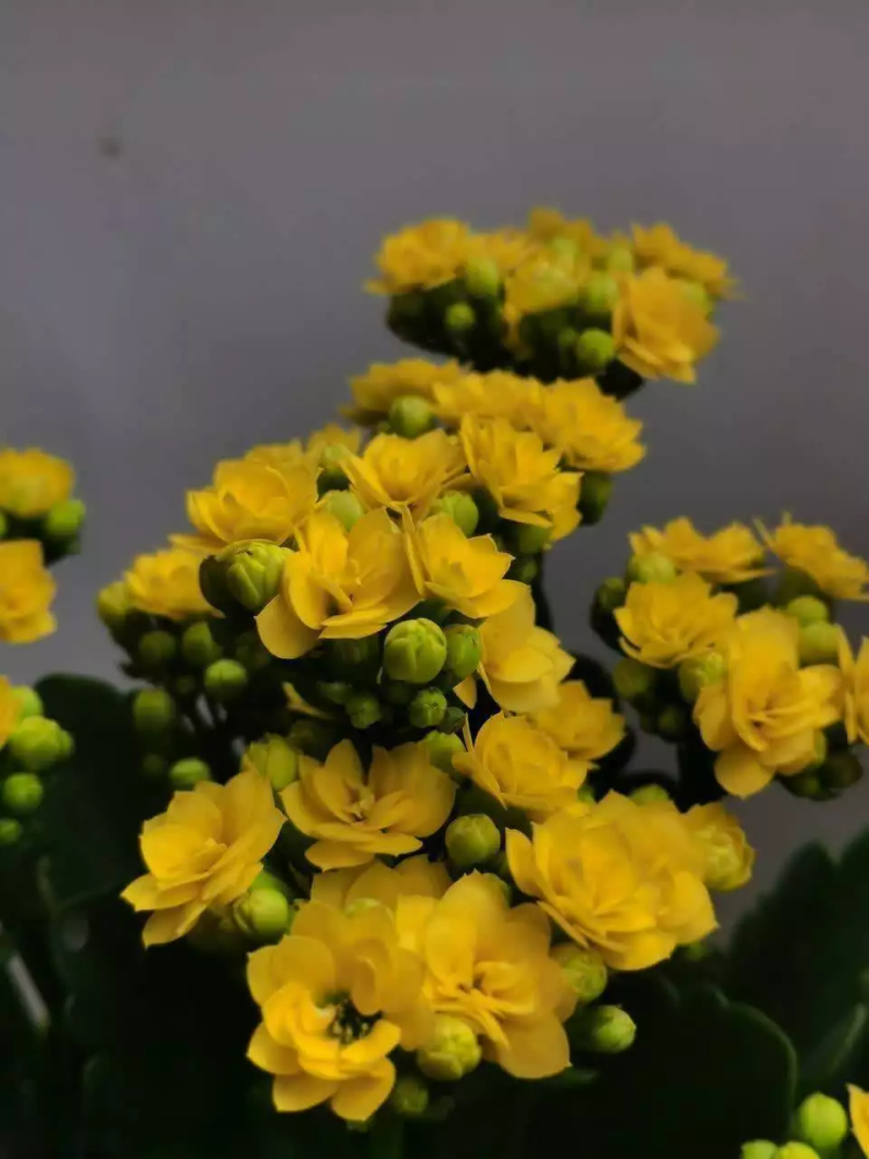 长寿花种植方法