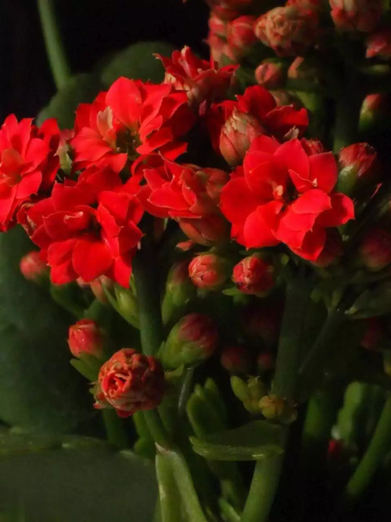 长寿花种植方法