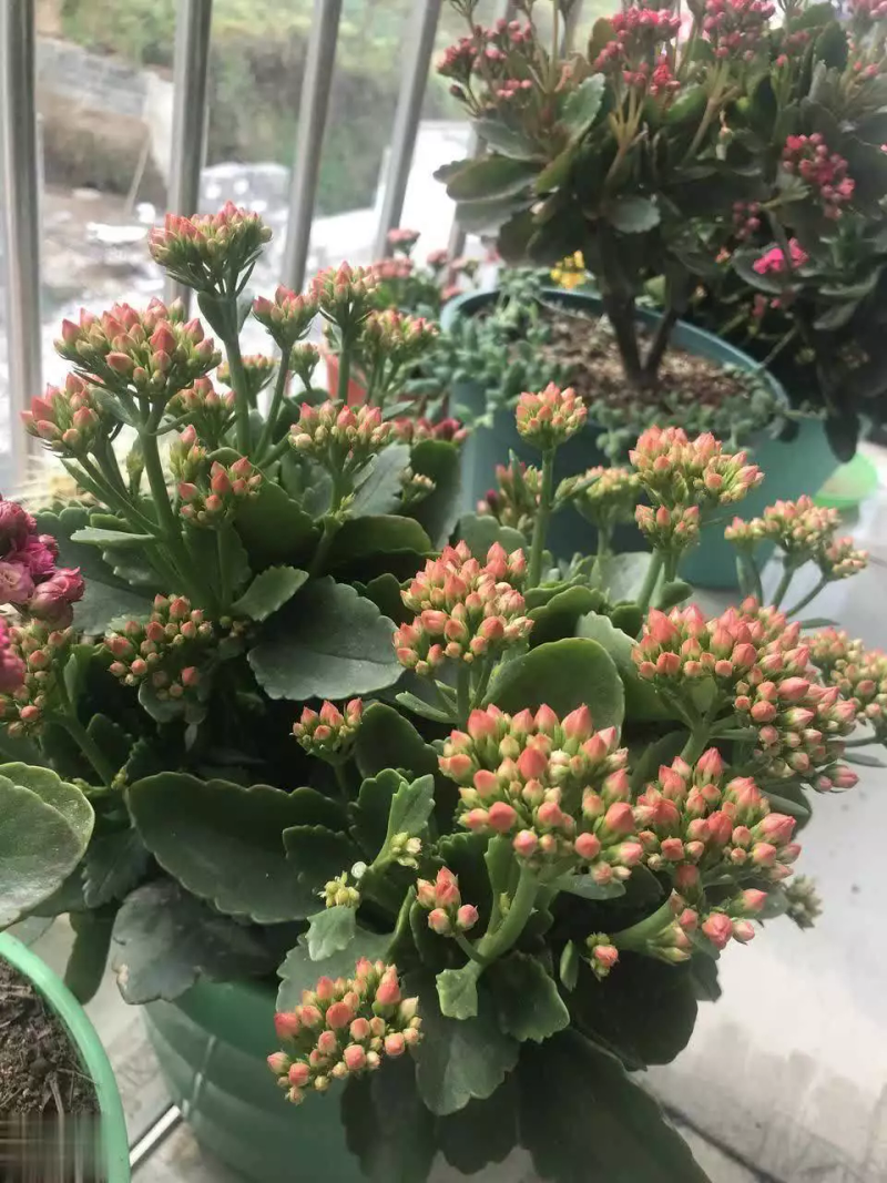 长寿花种植方法