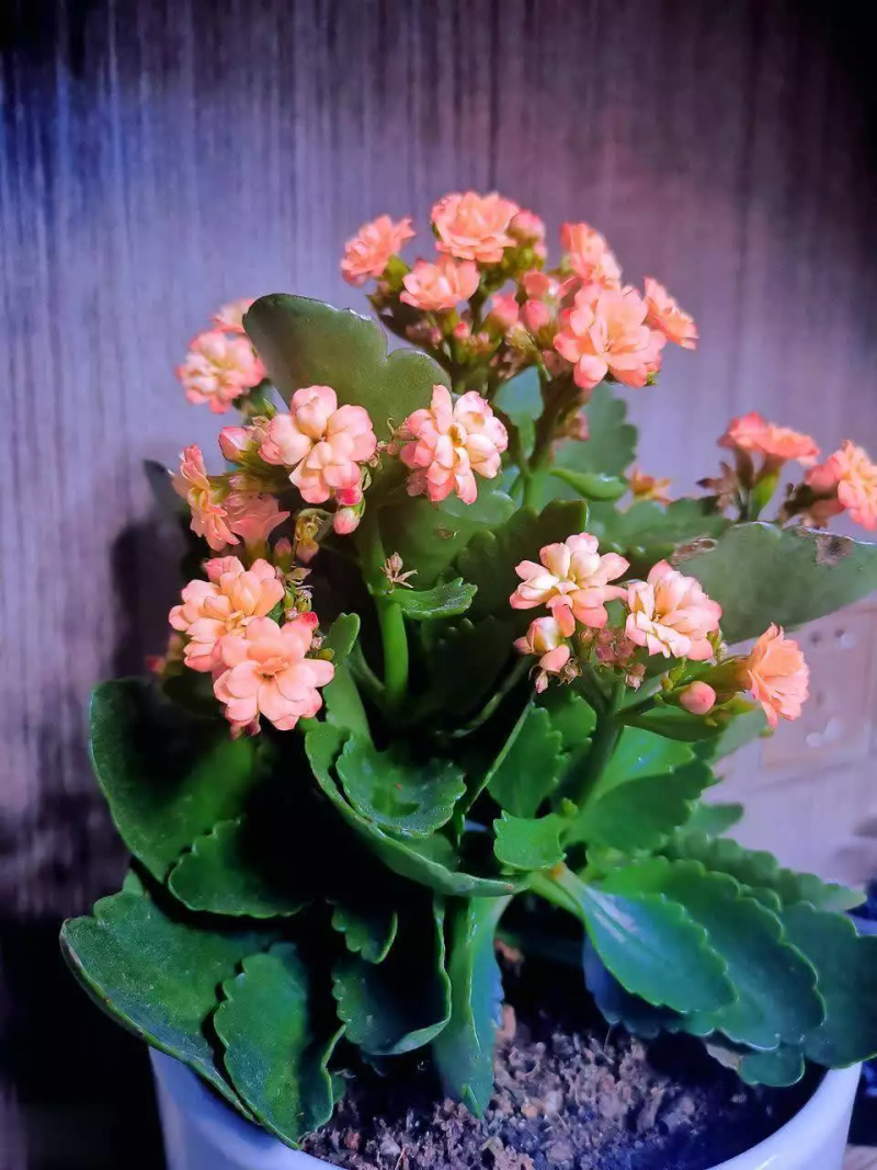 长寿花种植方法