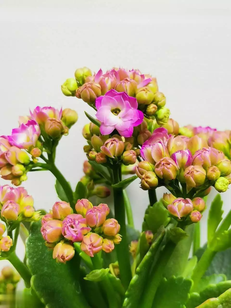 长寿花种植方法