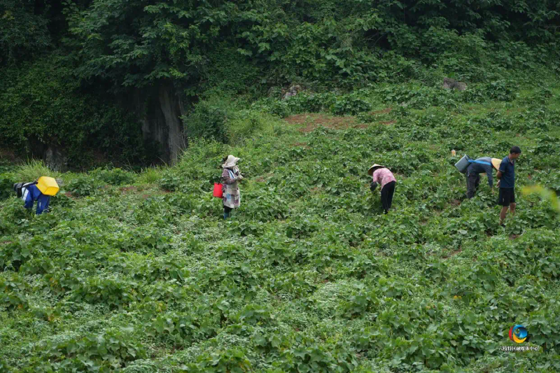 佛手瓜尖的种植技术