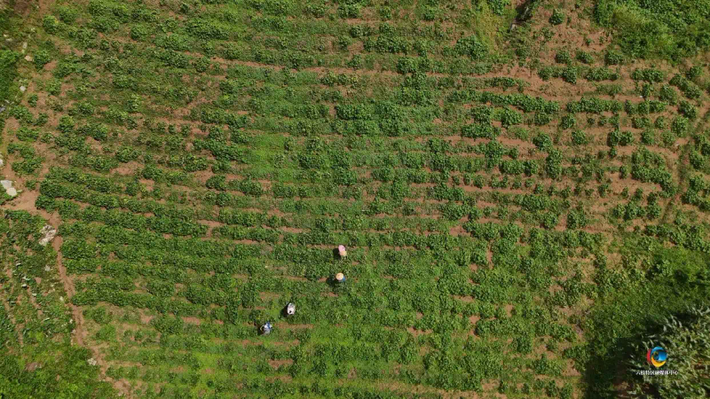 佛手瓜尖的种植技术