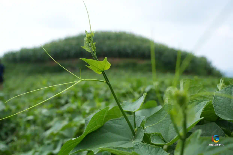 佛手瓜尖的种植技术