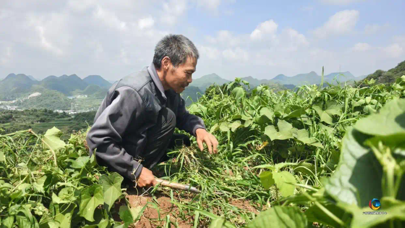 佛手瓜尖的种植技术