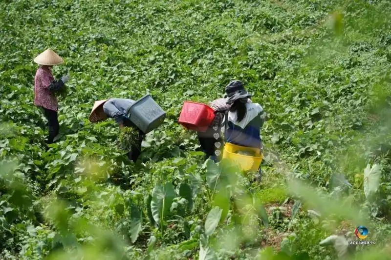 佛手瓜尖的种植技术